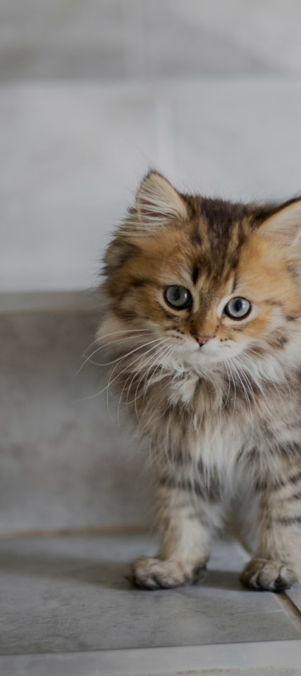 Plan 住戸プラン・平面図