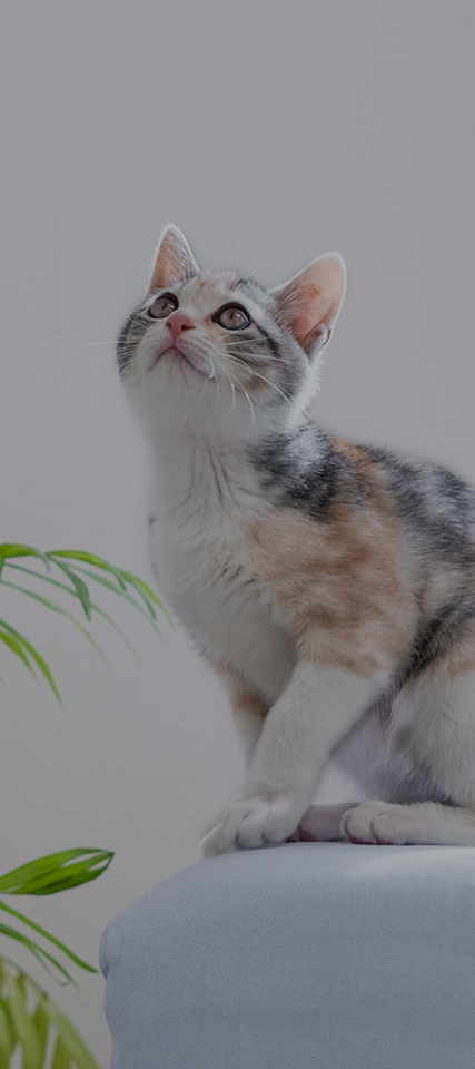 Plan 住戸プラン・平面図