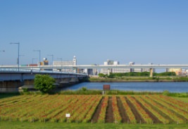平井運動公園