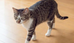 フローリング×腰壁クロス